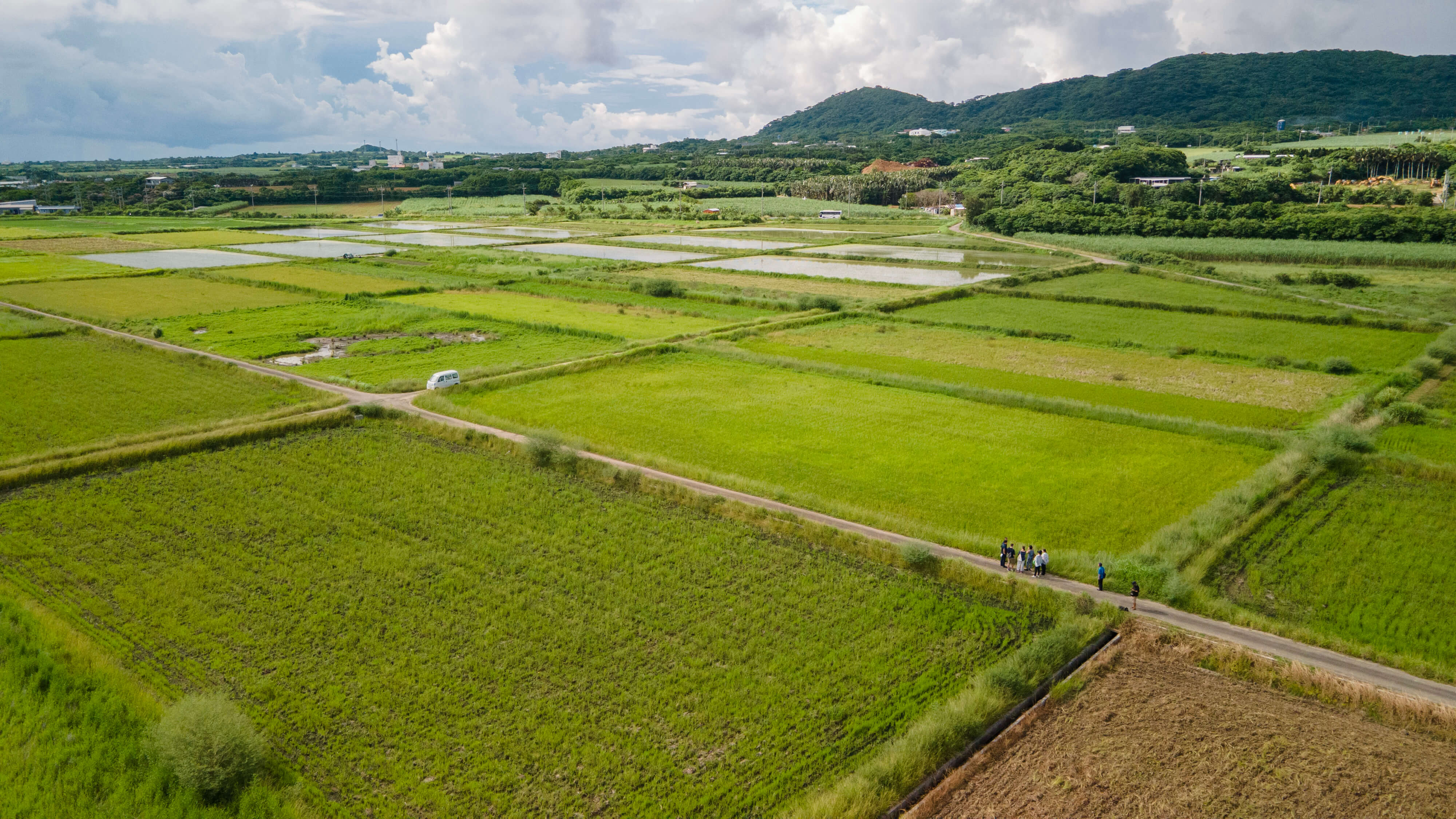 rice field tour